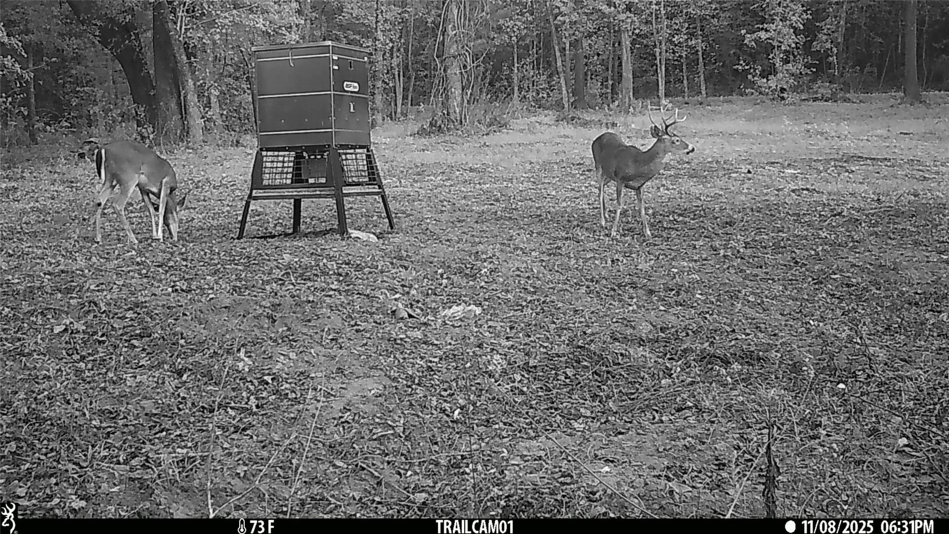 265 acres in Smith County gallery image 4