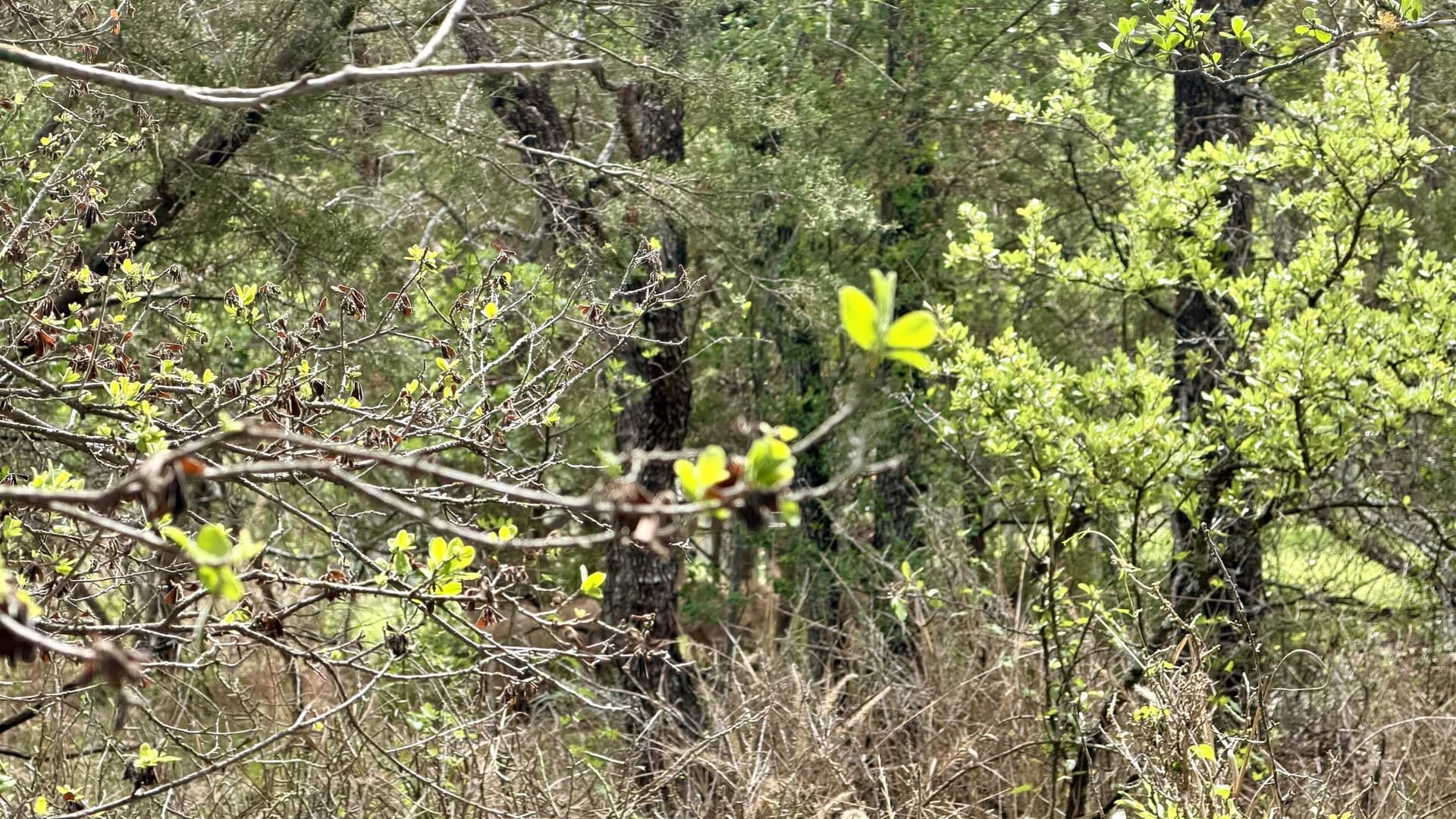 0.56 acres in Llano County - photo 11