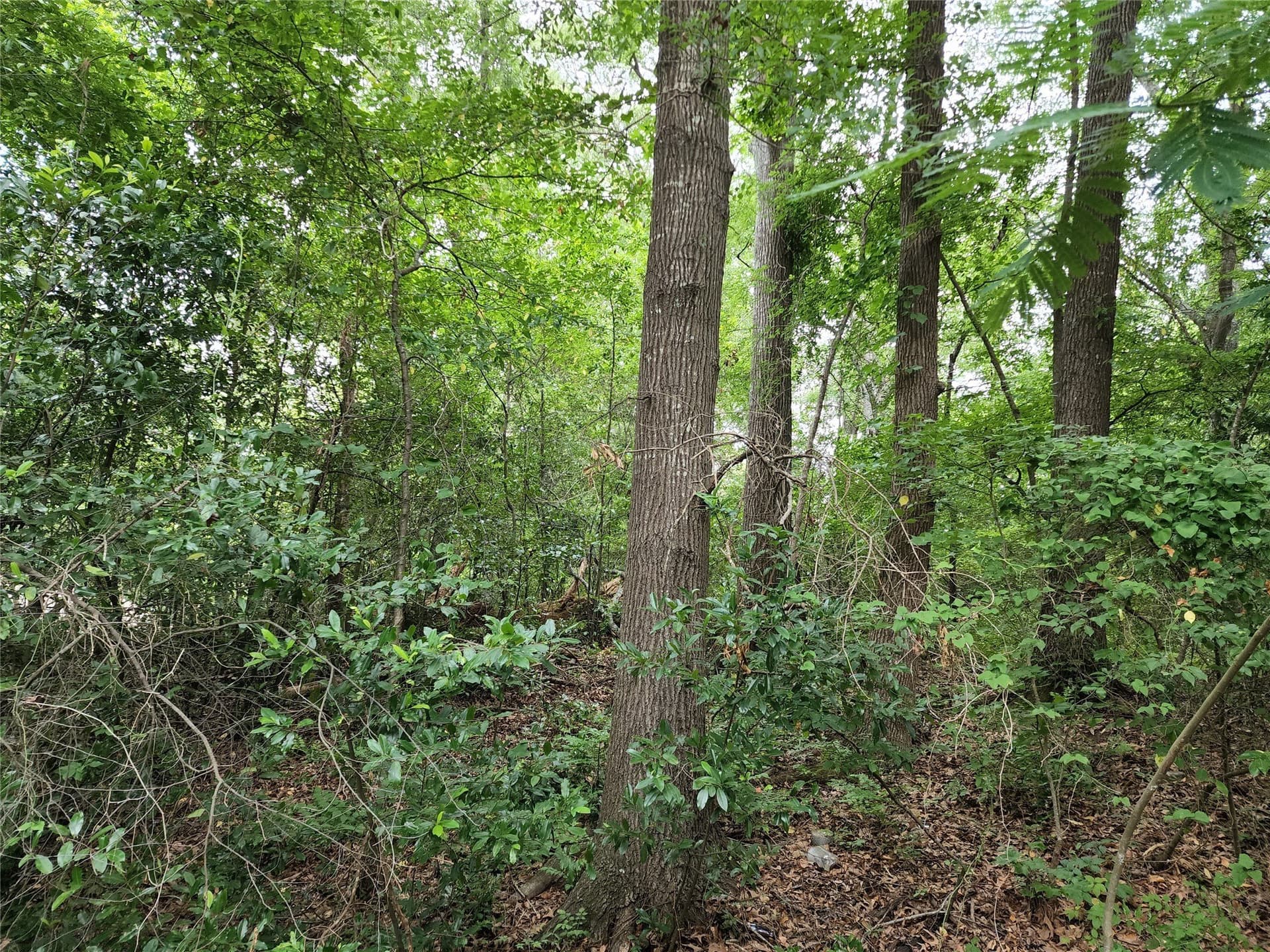 0.24 acres in Wood County - photo 2
