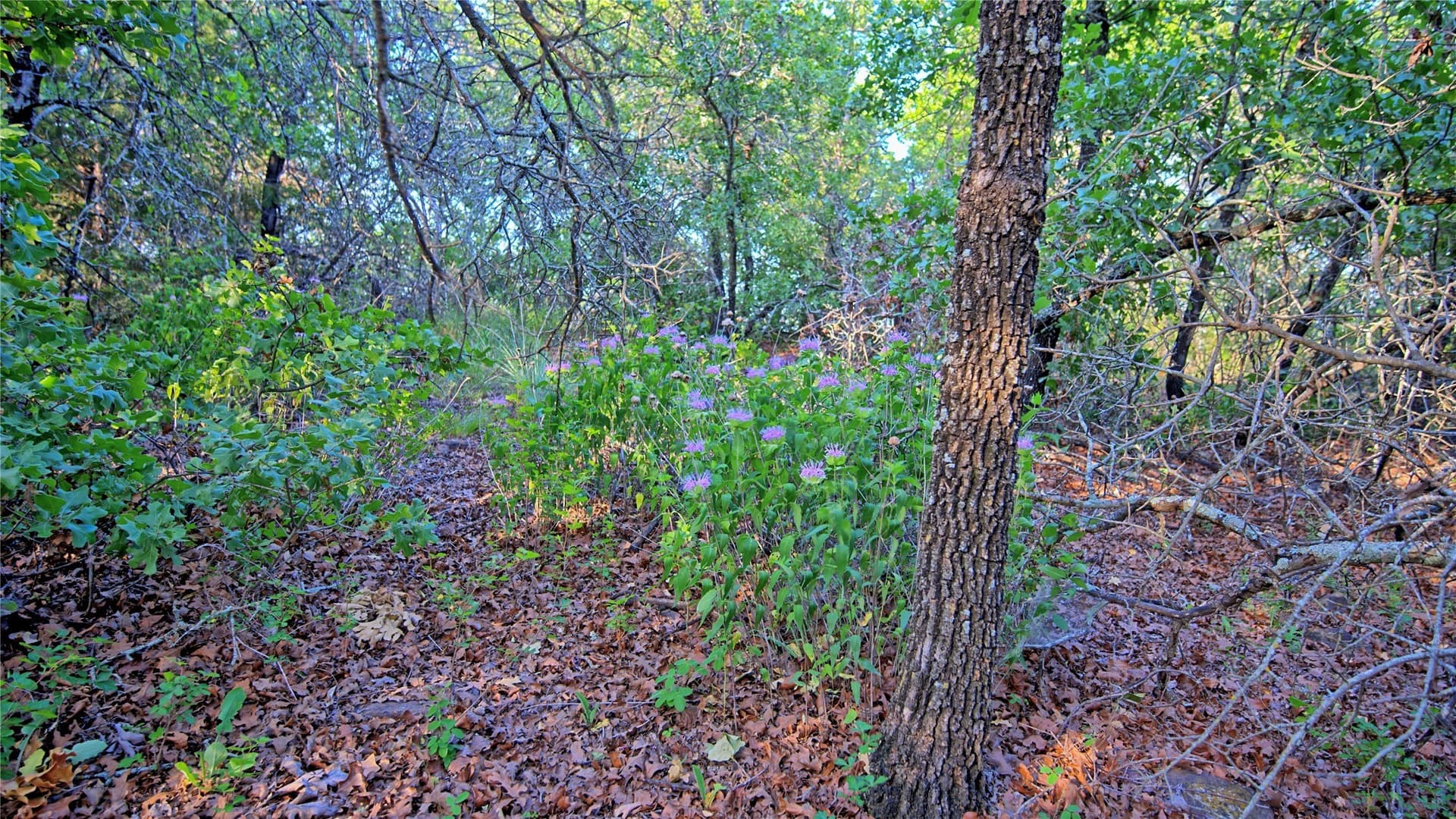 0.91 acres in Montague County - photo 17