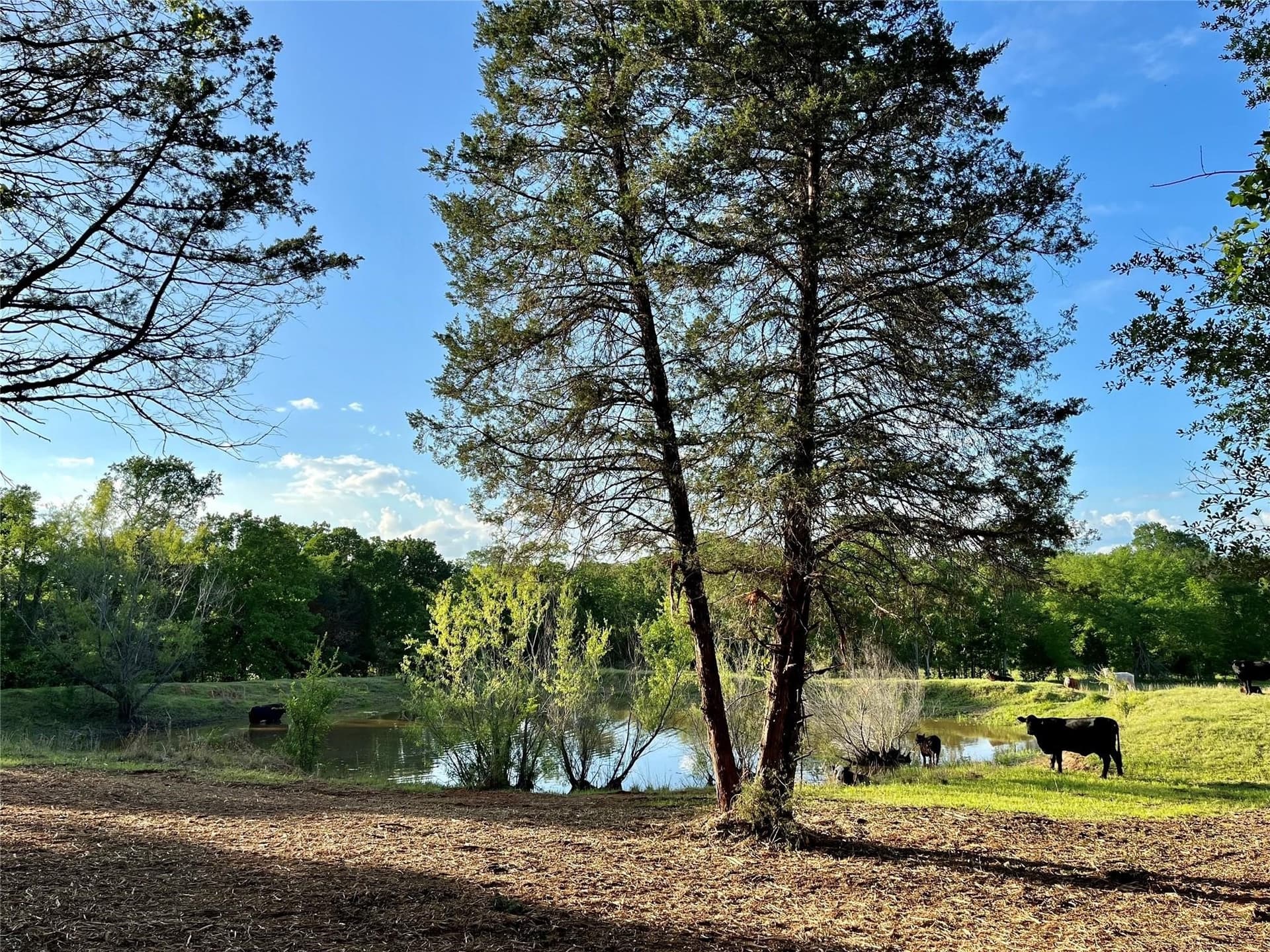 65 acres in Henderson County - photo 6