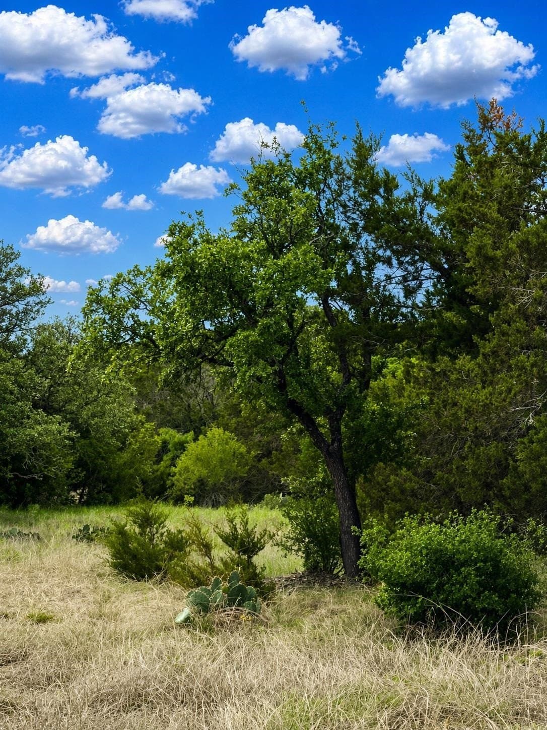 5.01 acres in Burnet County featured view