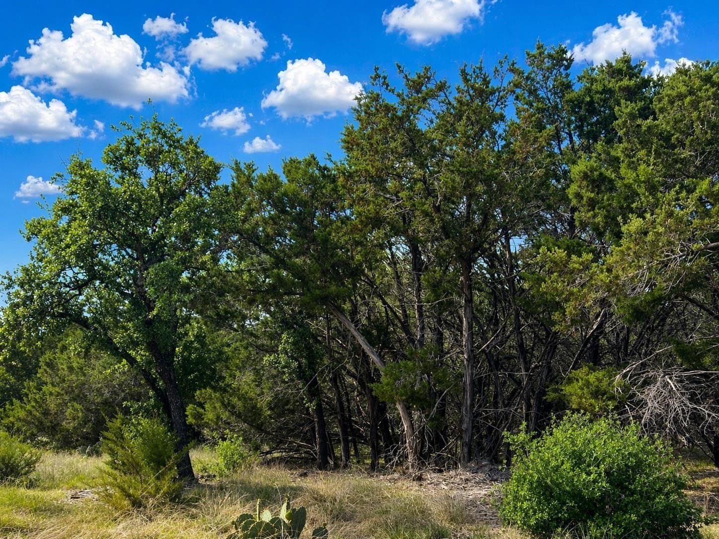 5.01 acres in Burnet County gallery image 2