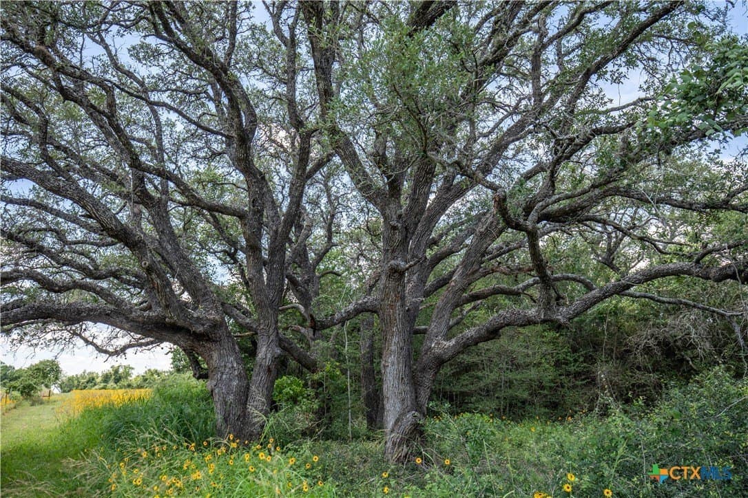 43.81 acres in Gonzales County - photo 23