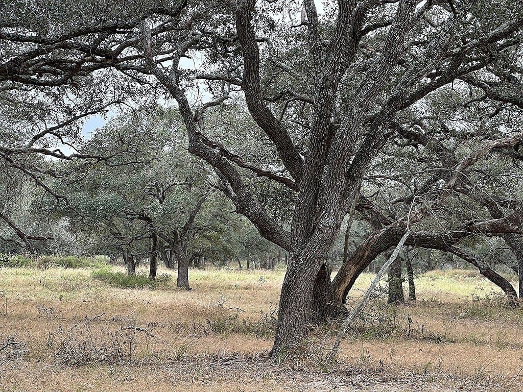 10 acres in Colorado County gallery image 2
