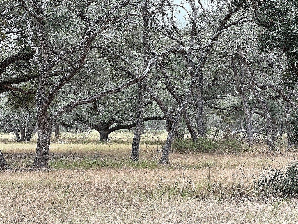 10 acres in Colorado County gallery image 4