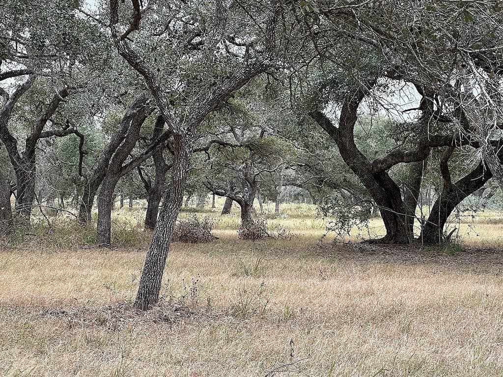 10 acres in Colorado County gallery image 3