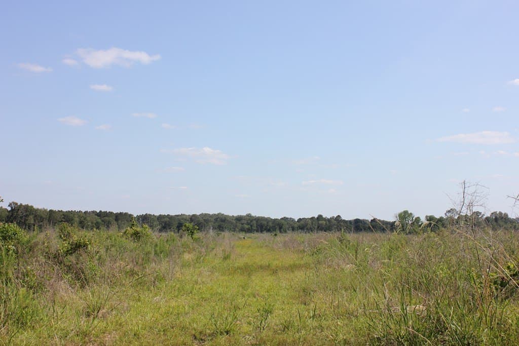 20 acres in Texas County gallery image 2