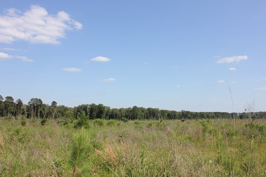20 acres in Texas County featured view