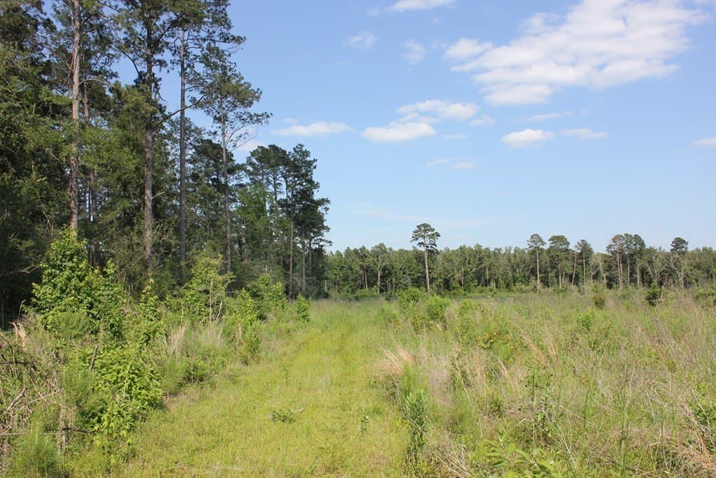 20 acres in Texas County gallery image 4