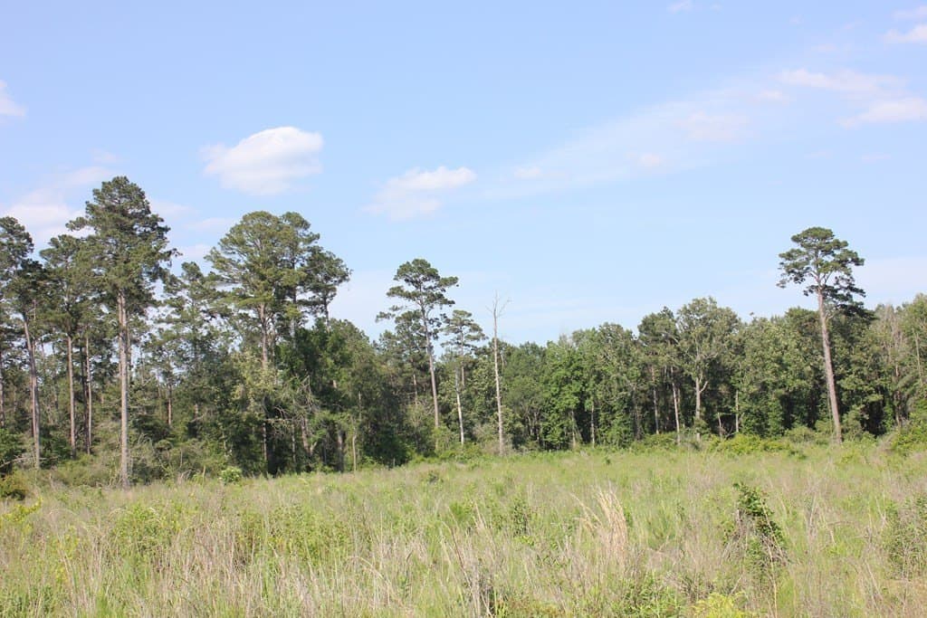 20 acres in Texas County gallery image 3