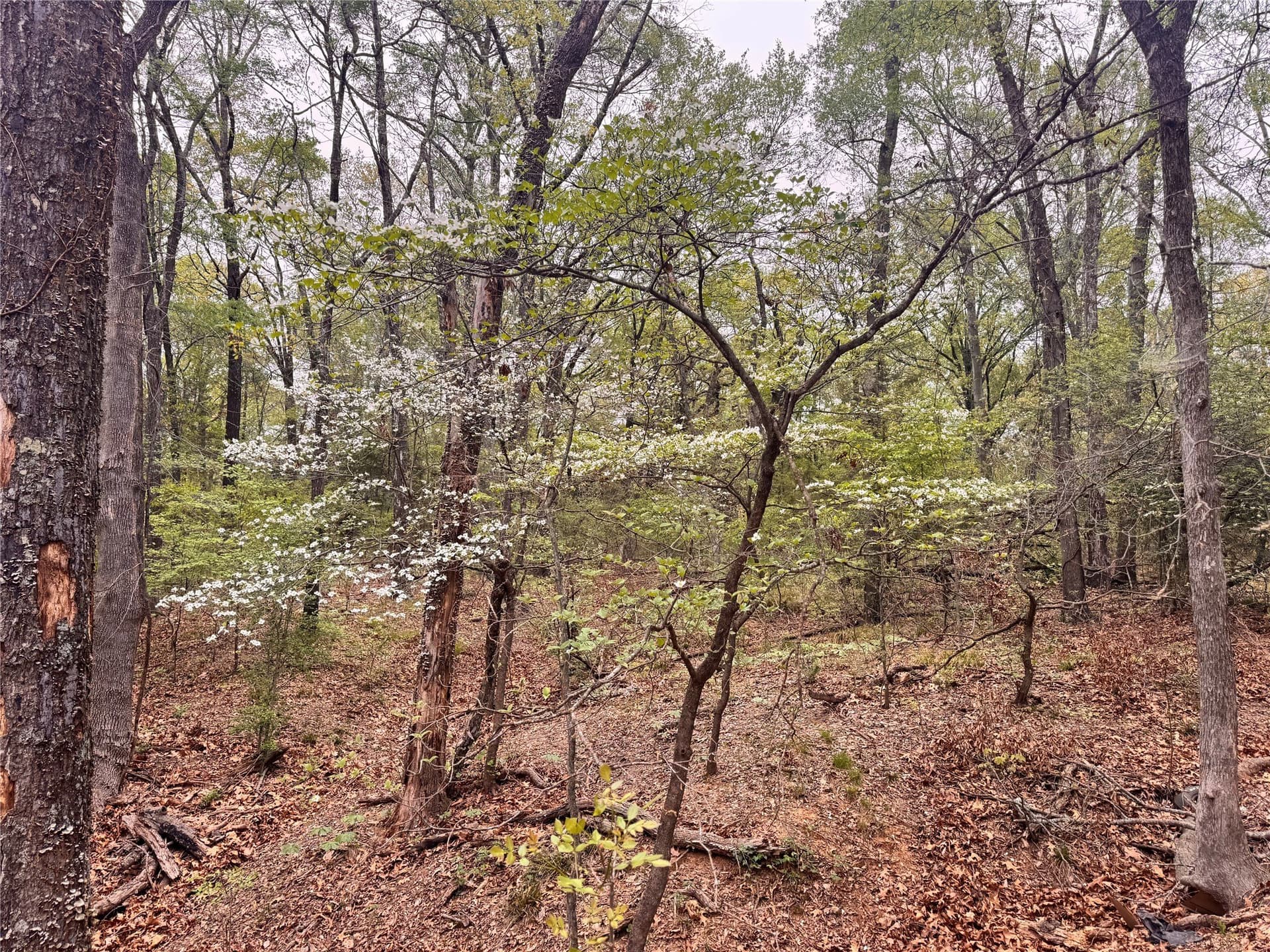 4.53 acres in Fannin County - photo 3