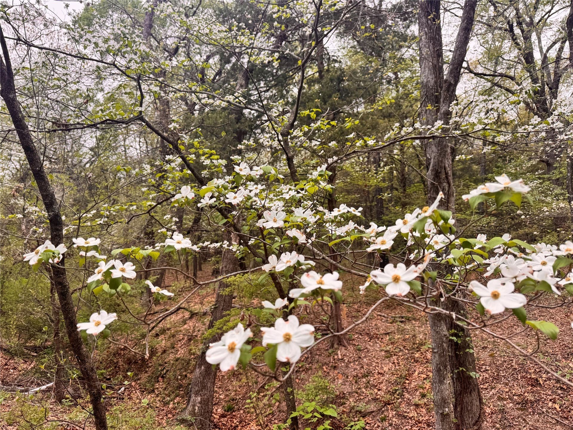 4.53 acres in Fannin County - photo 4
