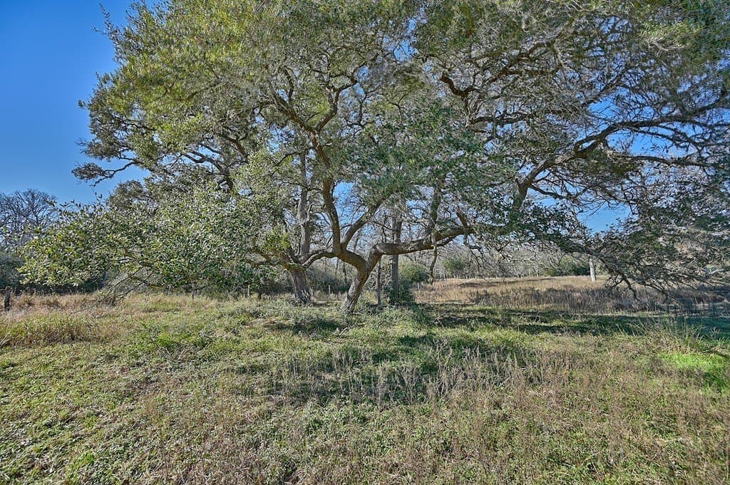 125 acres in Colorado County gallery image 3