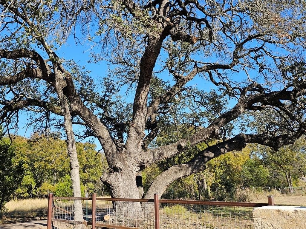 29.38 acres in Coryell County gallery image 3