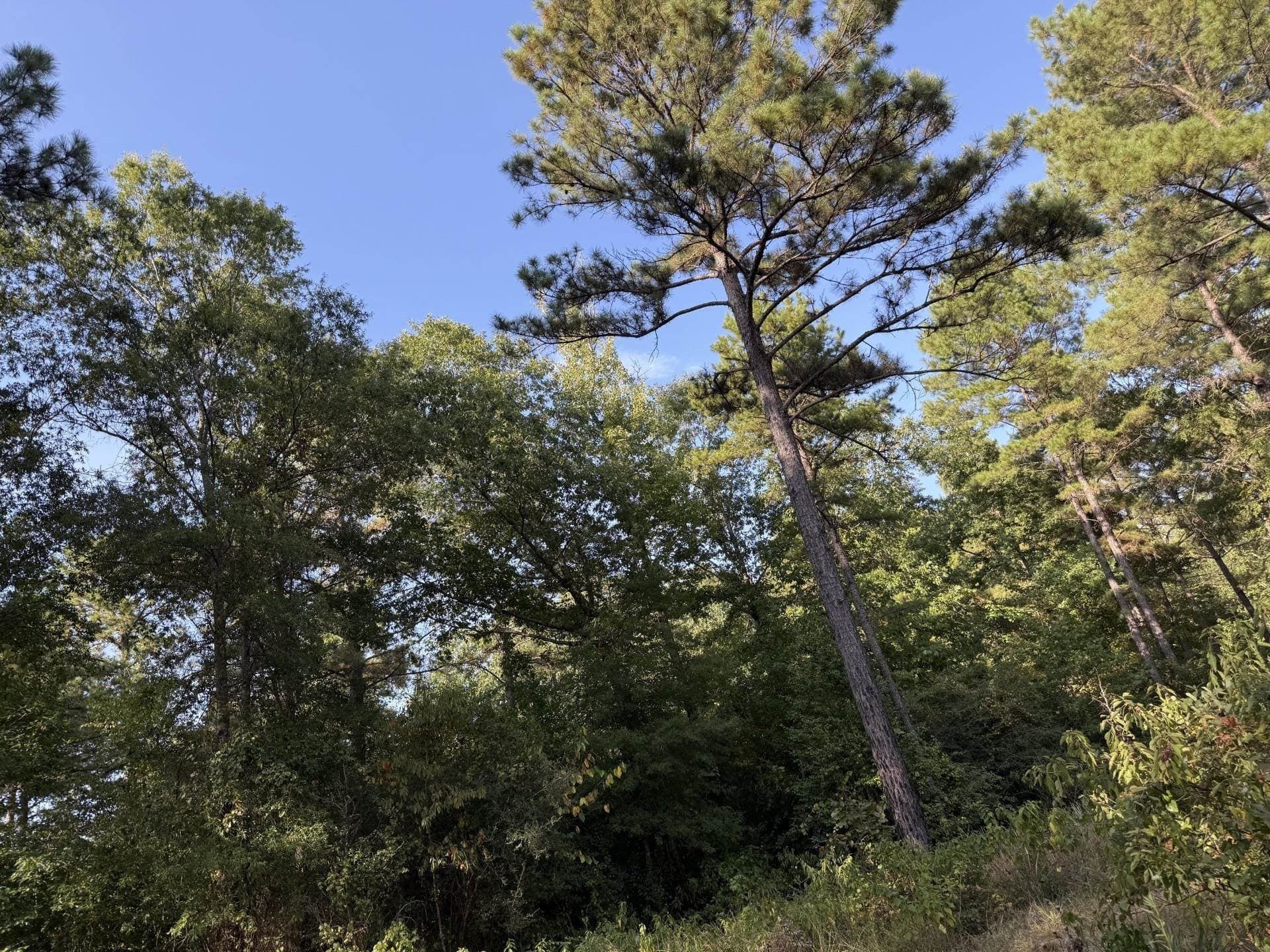 44.22 acres in Marion County - photo 6