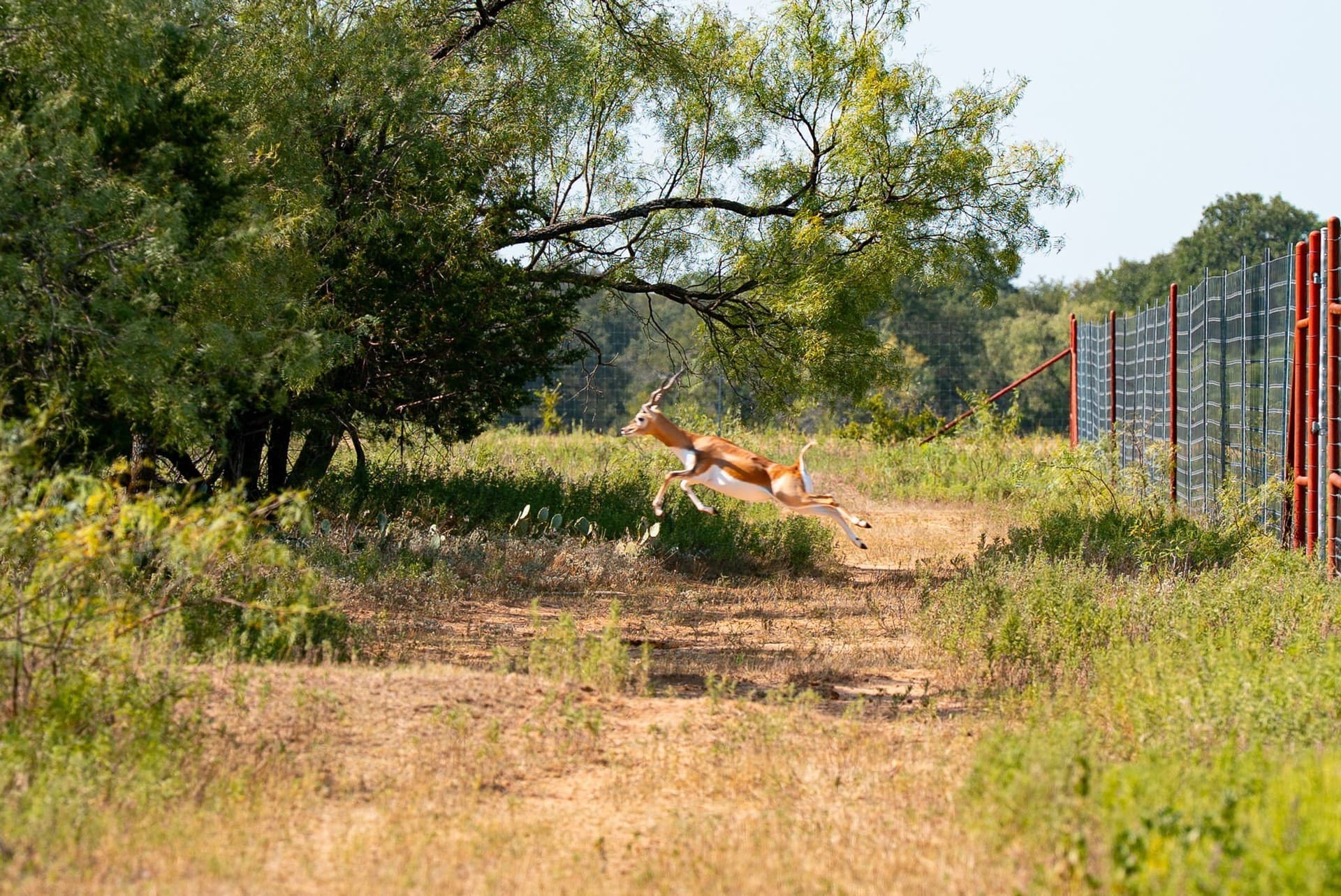 34.08 acres in Palo Pinto County - photo 10