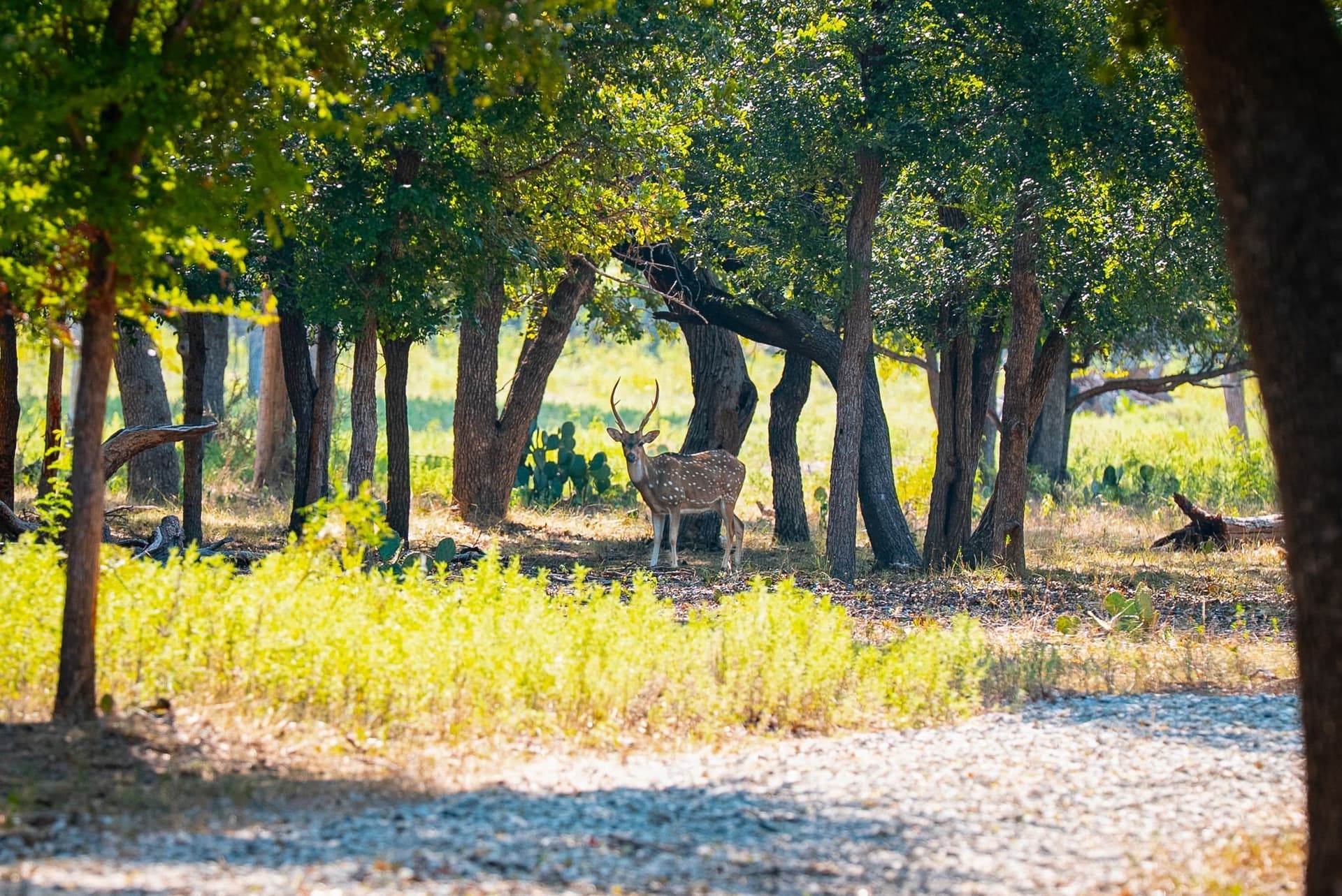 34.08 acres in Palo Pinto County featured view