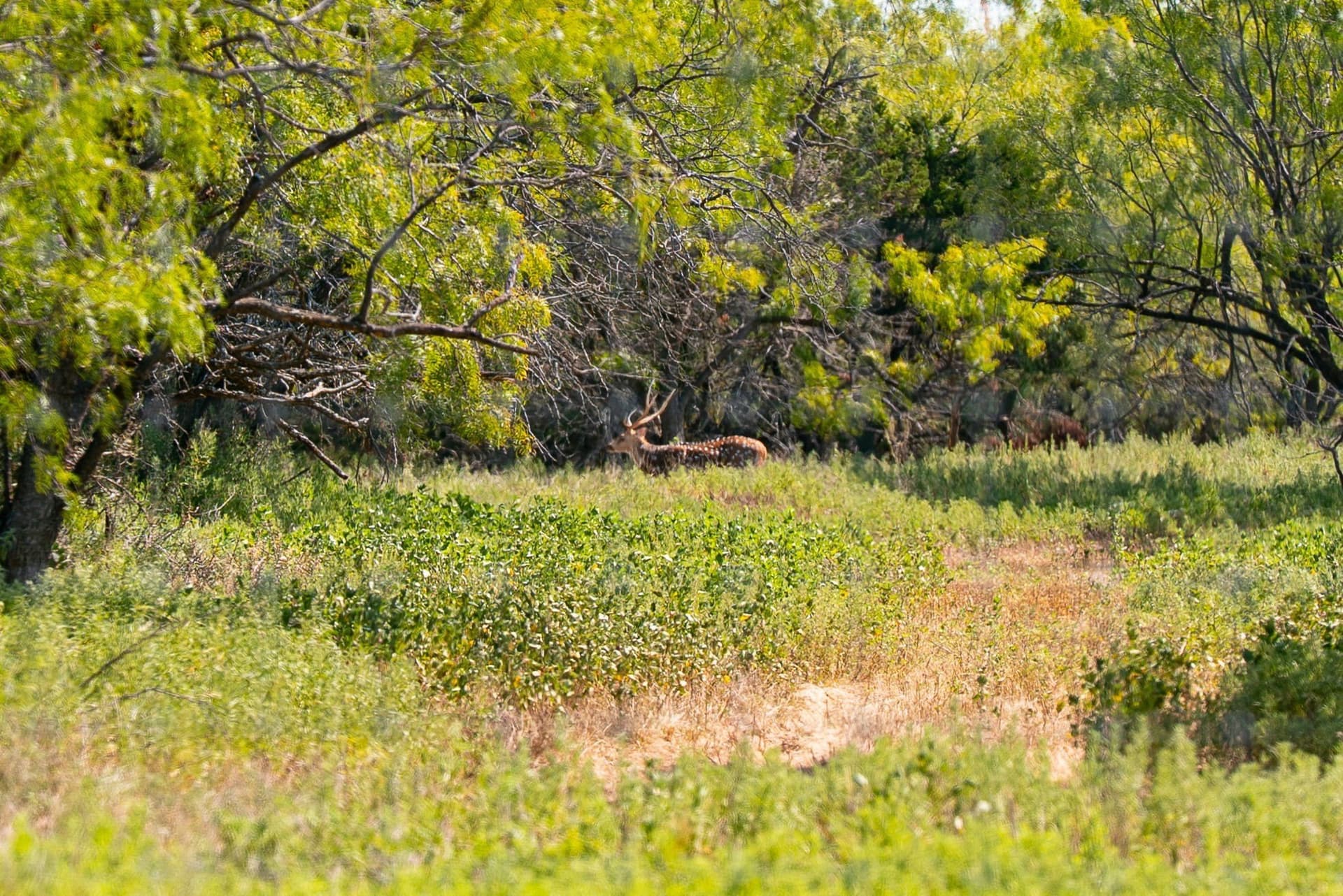 34.08 acres in Palo Pinto County - photo 13