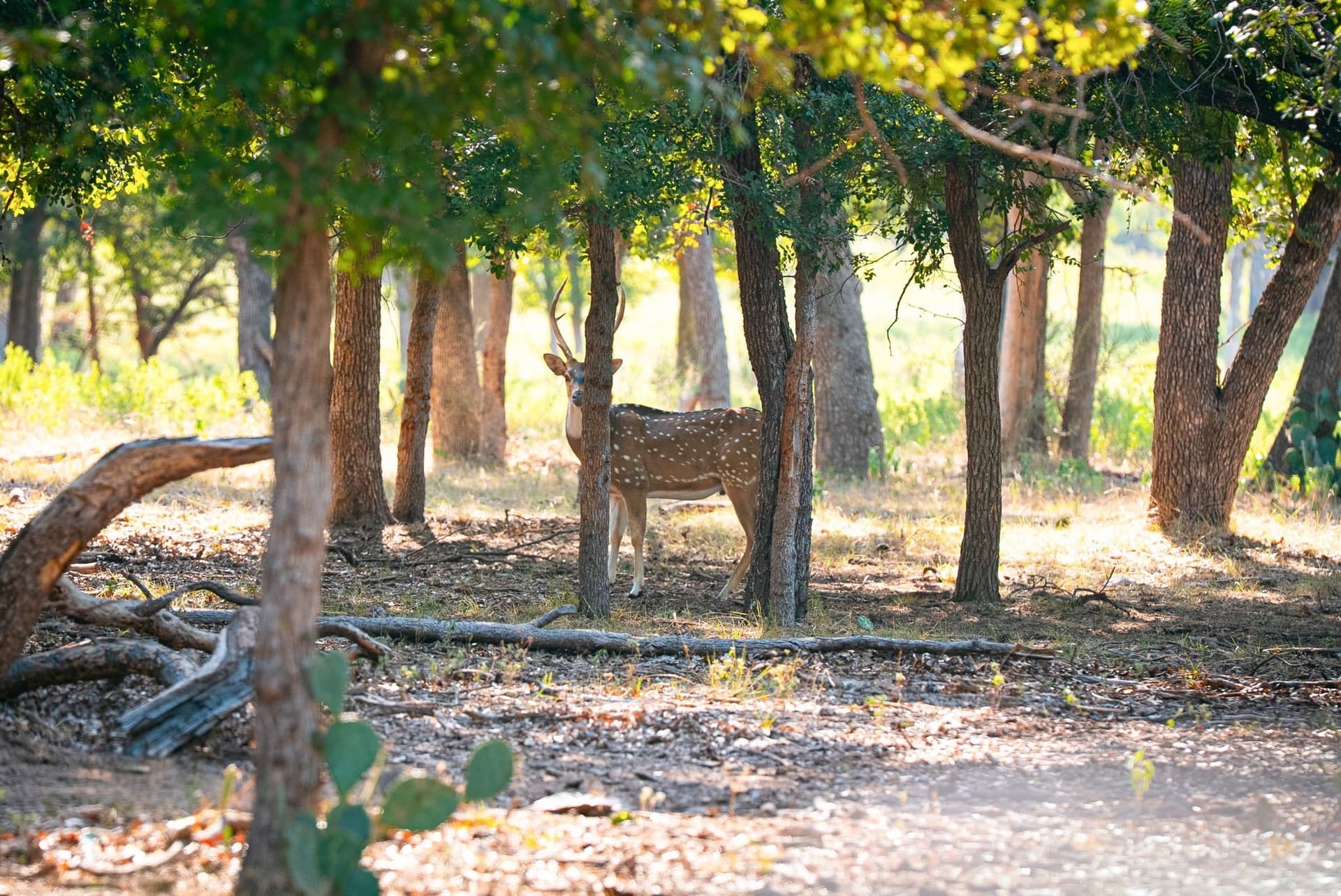 34.08 acres in Palo Pinto County - photo 6