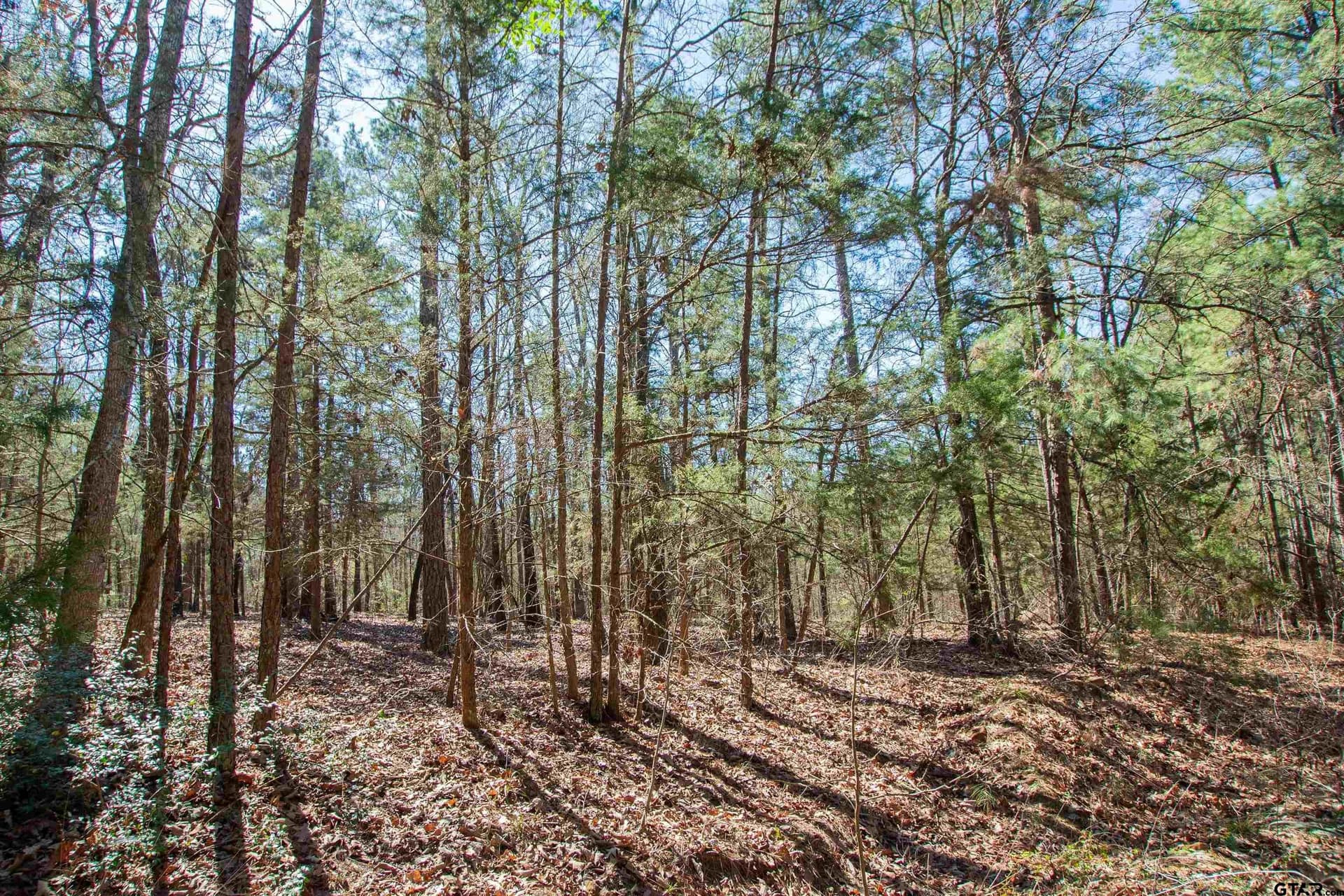 10.01 acres in Wood County - photo 15
