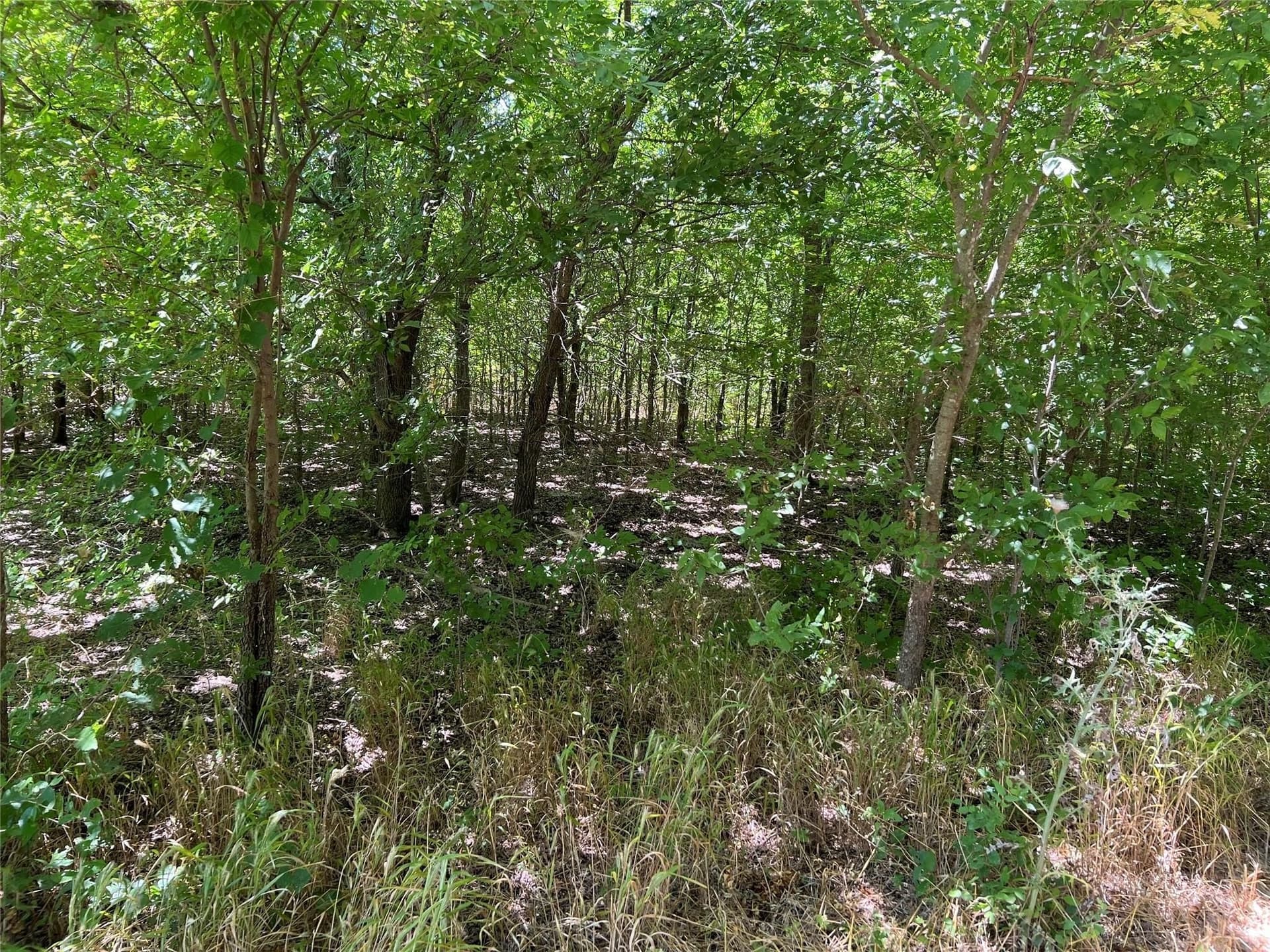 22.73 acres in Grayson County gallery image 4