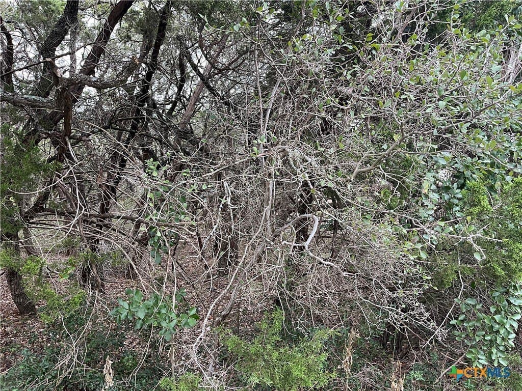0.08 acres in Comal County gallery image 2