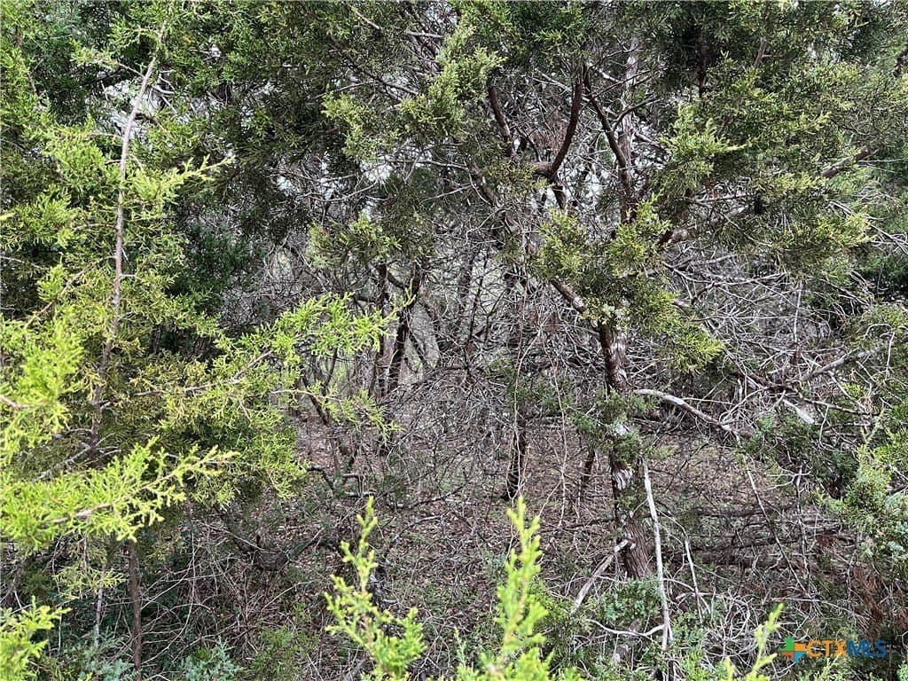 0.08 acres in Comal County gallery image 3