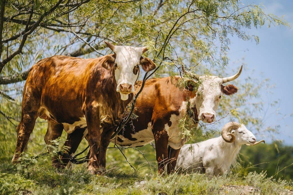 107.3 acres in Bosque County - photo 37
