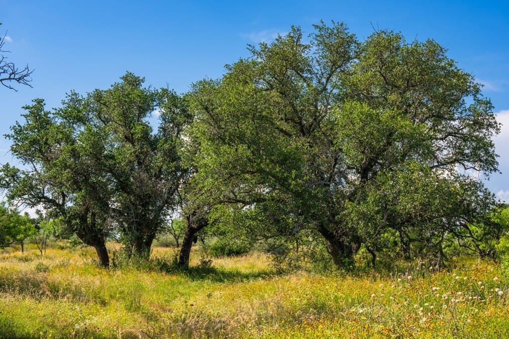 280.3 acres in Llano County - photo 16