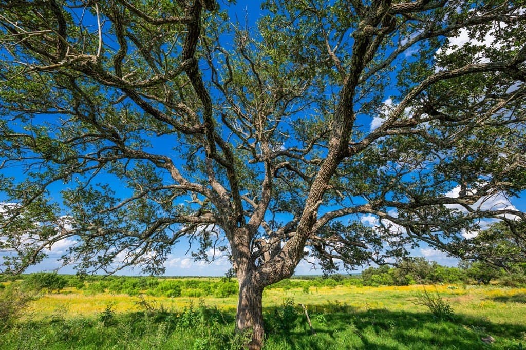 280.3 acres in Llano County - photo 24