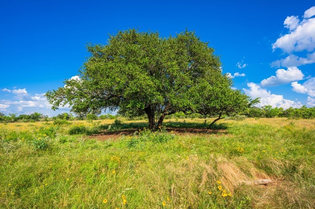 280.3 acres in Llano County - photo 36