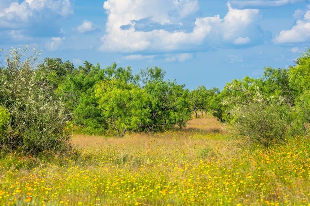 280.3 acres in Llano County - photo 15
