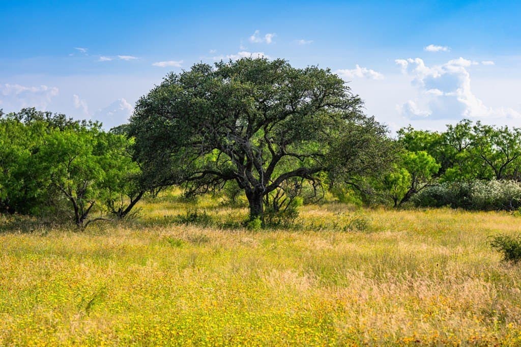 280.3 acres in Llano County - photo 42