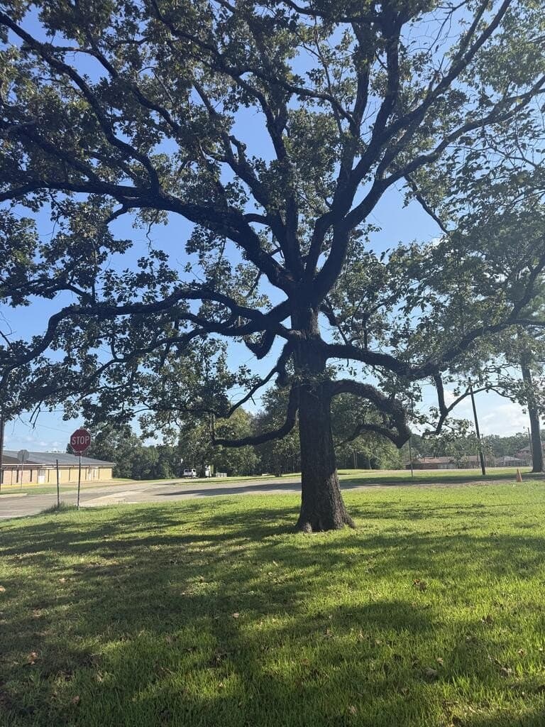 0.25 acres in Texas County - photo 3