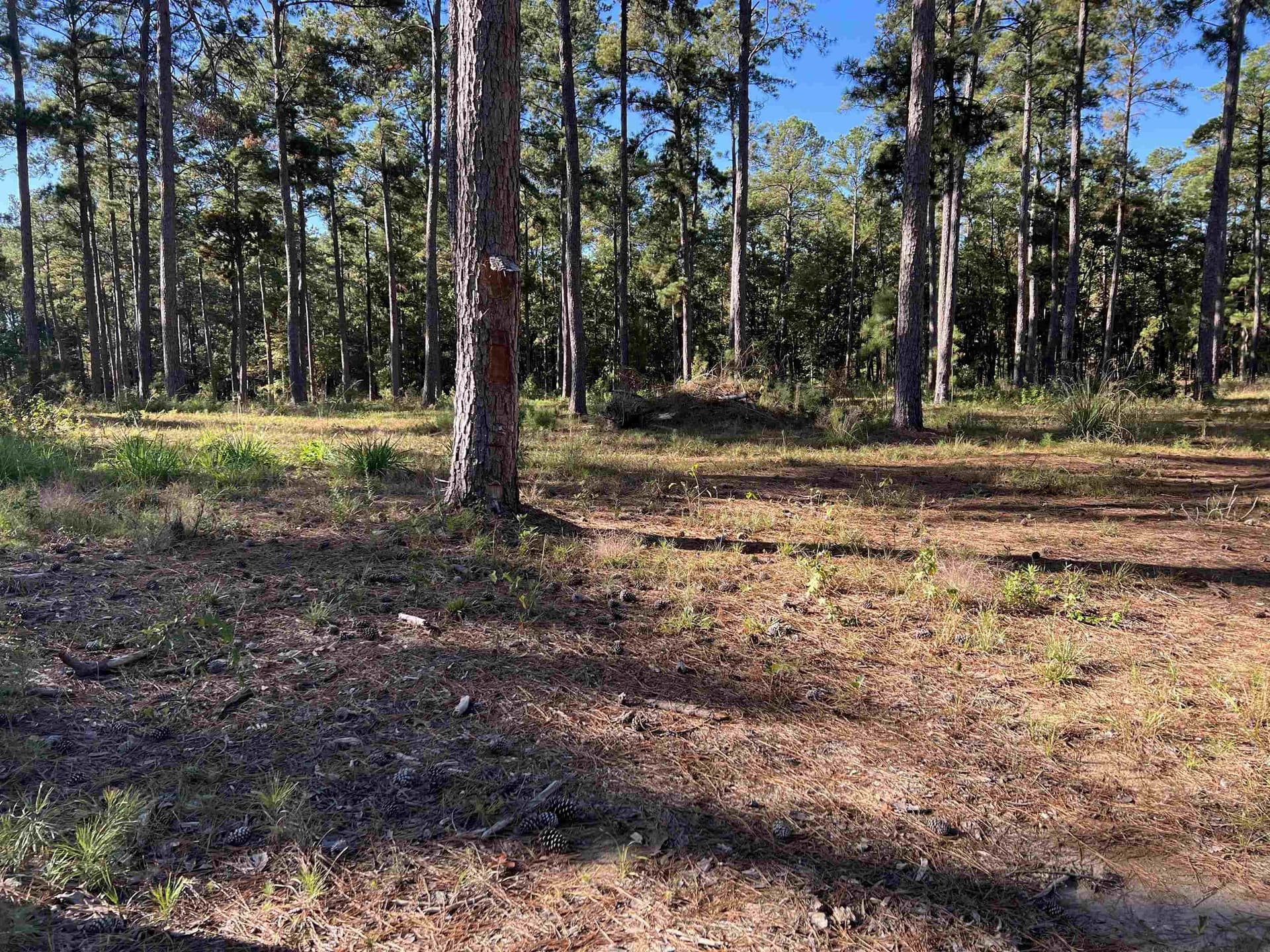 1.05 acres in Texas County - photo 9