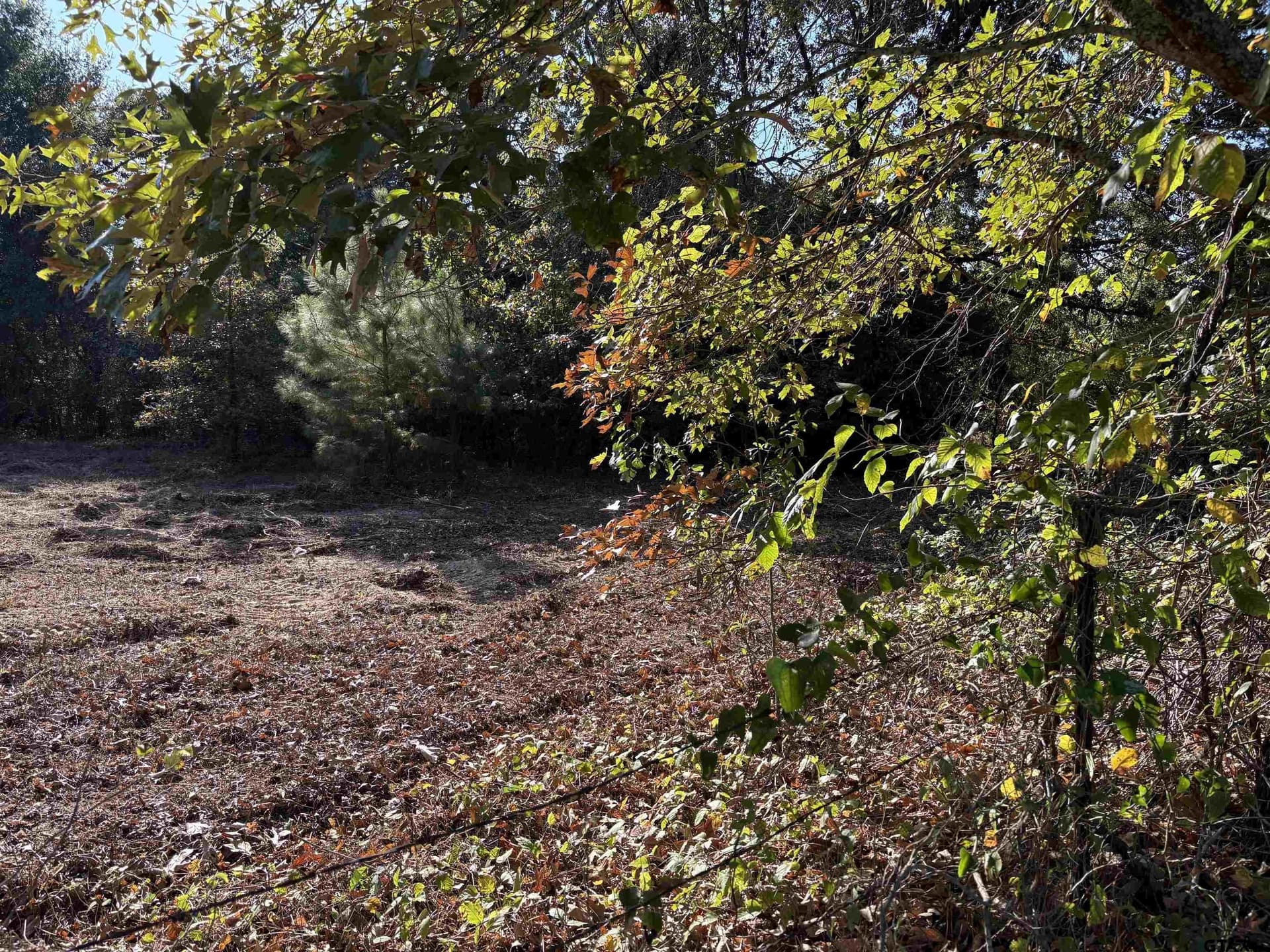 12 acres in Henderson County gallery image 3