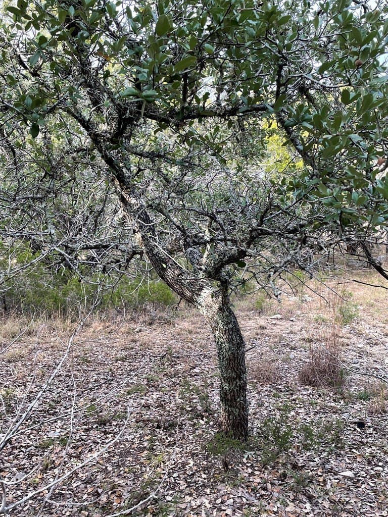 5.1 acres in Blanco County gallery image 4