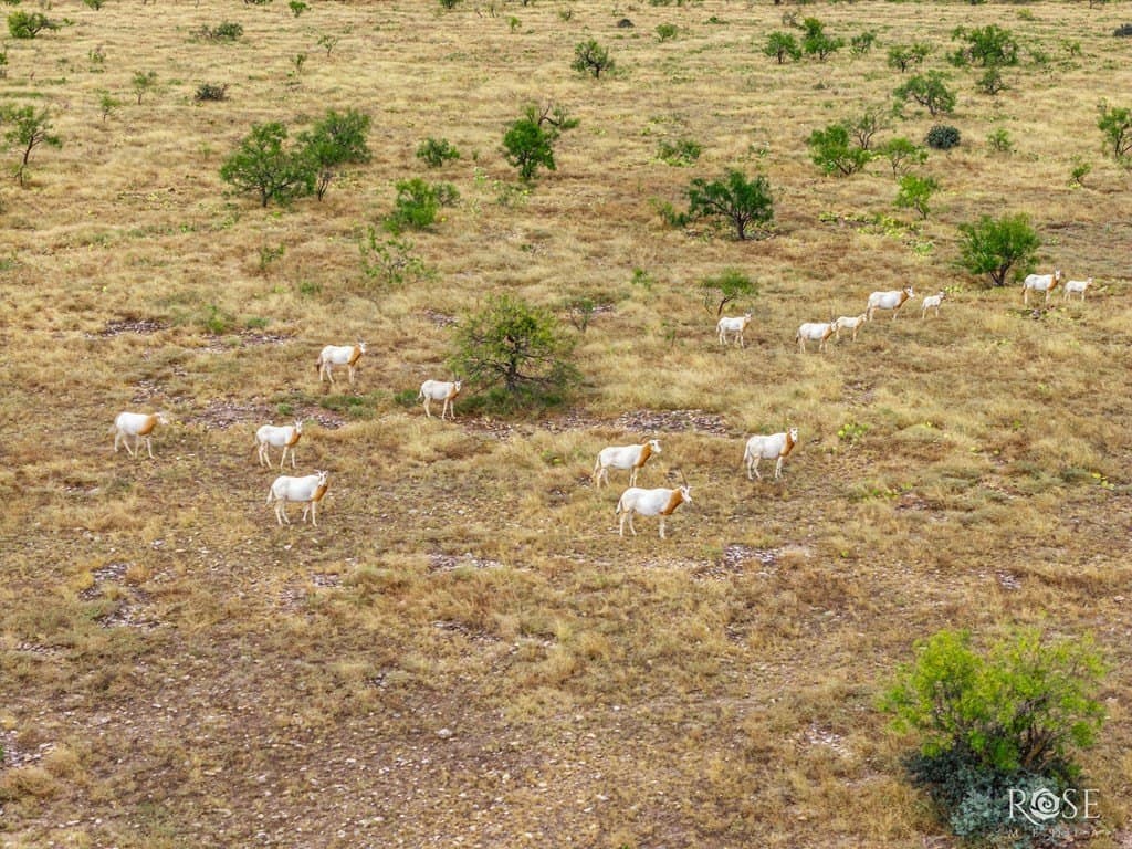 193.84 acres in Concho County - photo 66