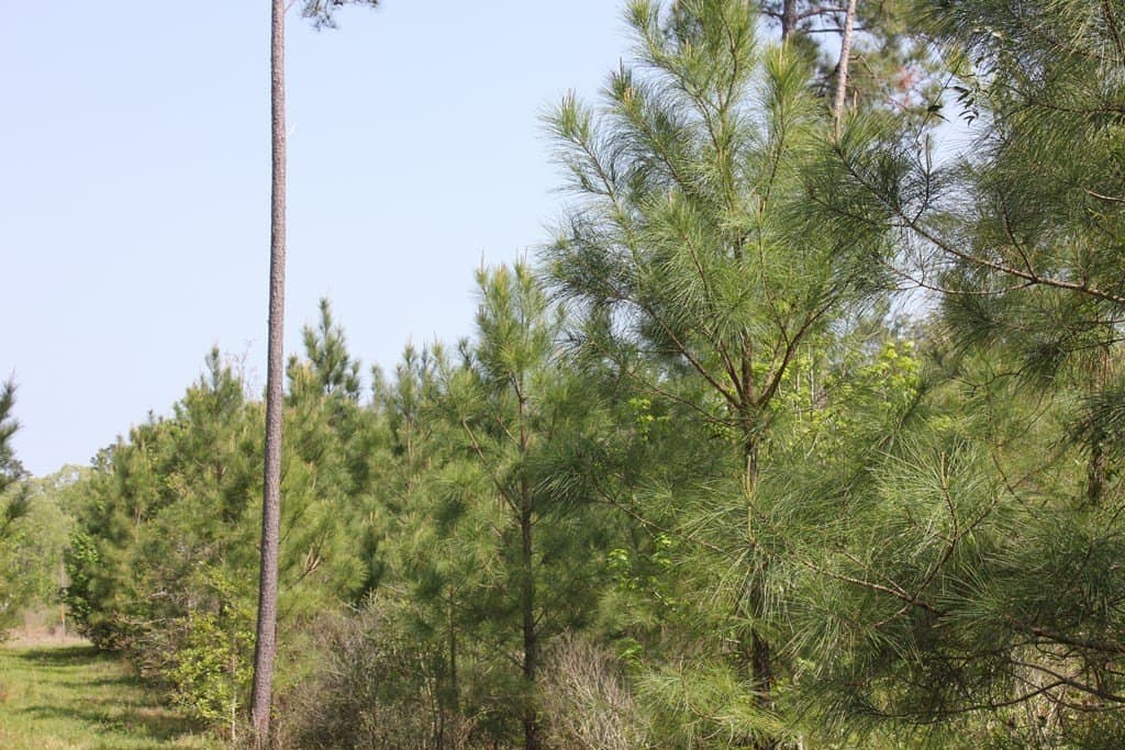 10 acres in Texas County featured view