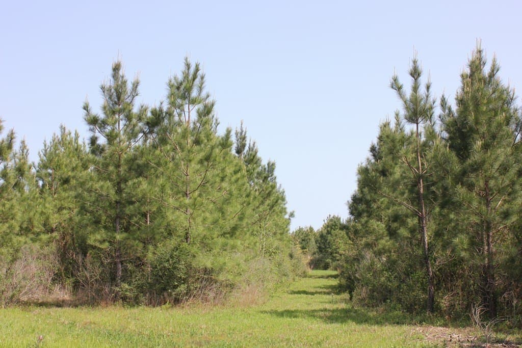 10 acres in Texas County gallery image 4