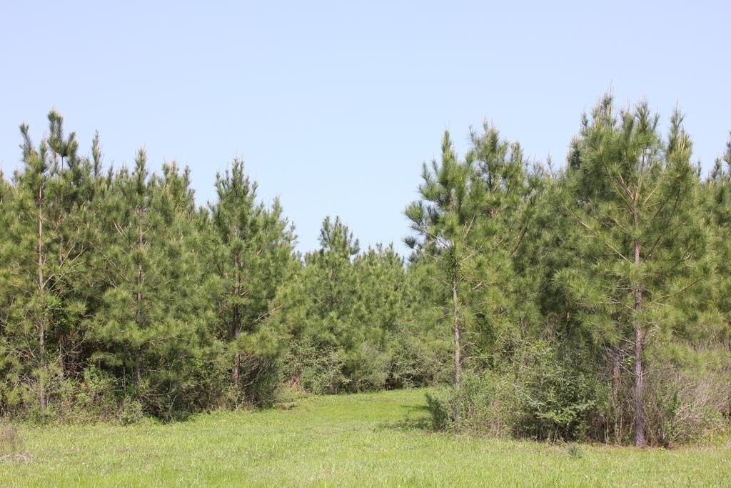 10 acres in Texas County gallery image 2