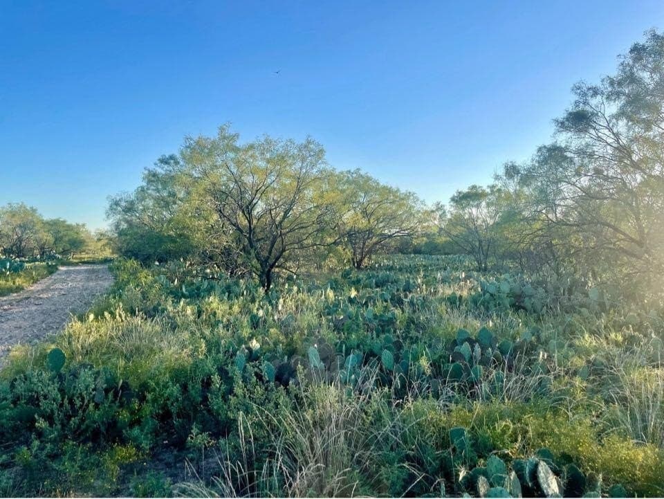 29.03 acres in Concho County gallery image 2
