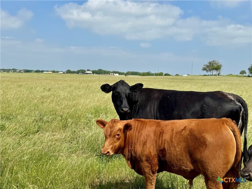 17 acres in Bell County featured view