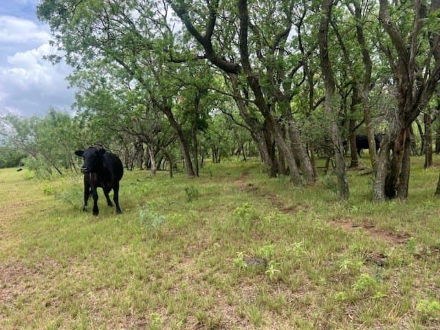 147.9 acres in Scurry County - photo 10