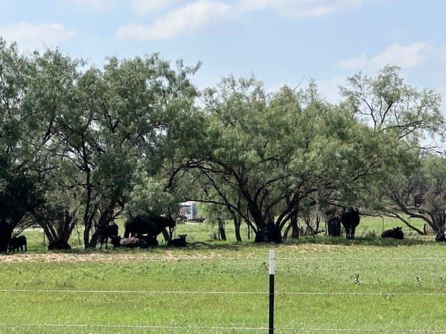 147.9 acres in Scurry County - photo 82