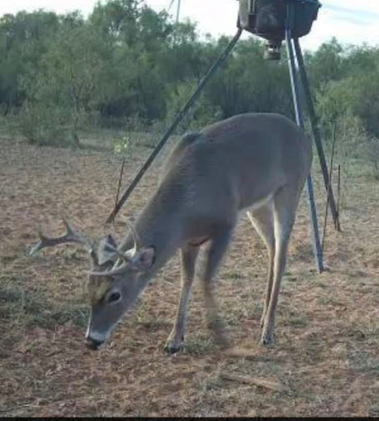 147.9 acres in Scurry County - photo 15