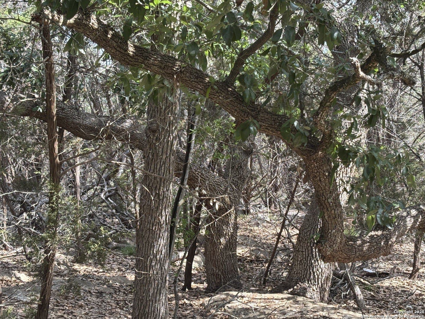 1.06 acres in Comal County gallery image 4