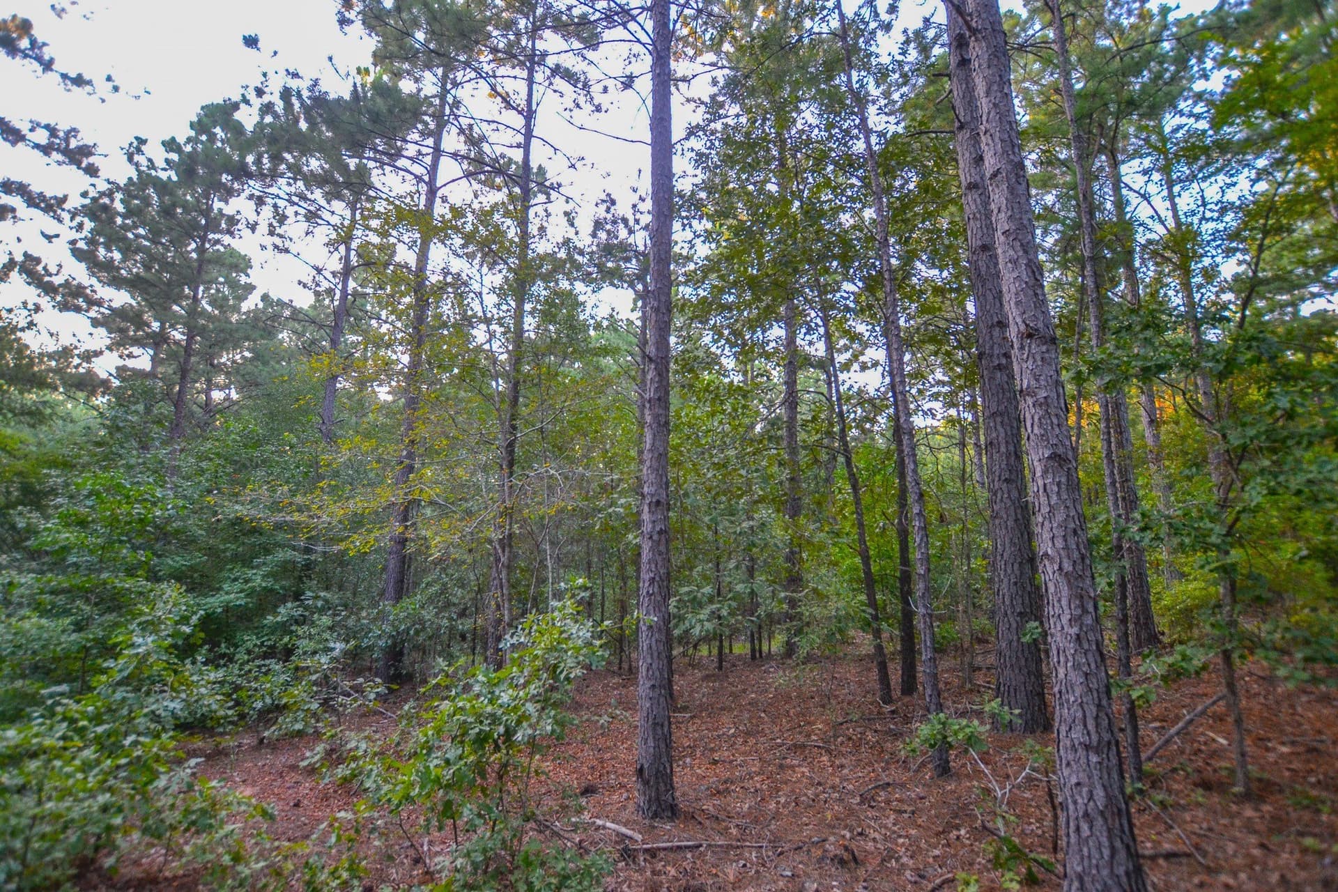 33 acres in Henderson County - photo 23