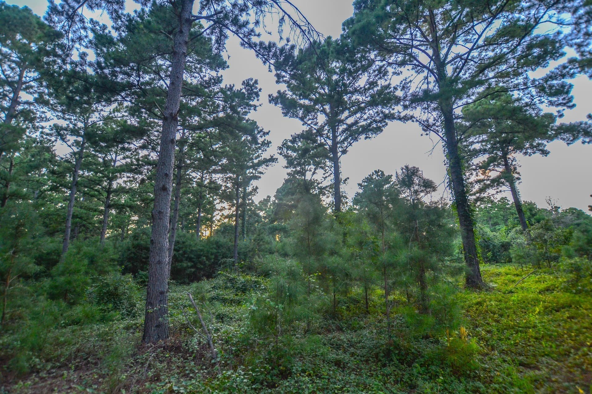 33 acres in Henderson County - photo 15
